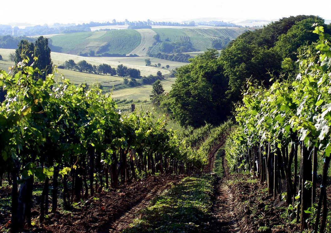 zum_jungbrunnen_hauptplatz_2130_mistelbach_umgebung_natur_weinberge