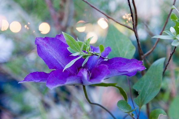 its_like_being_on_vacation_vienna_urban_oasis_wild_in_the_west