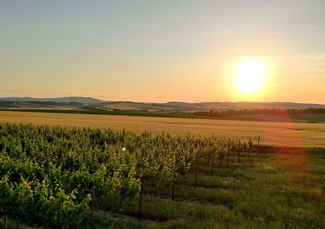 zum_jungbrunnen_hauptplatz_2130_mistelbach_umgebung_natur_weinberge